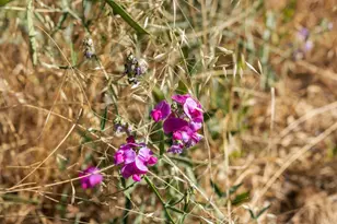 22163 Miller Ridge Rd, Los Gatos, CA 95033 - Photo 61