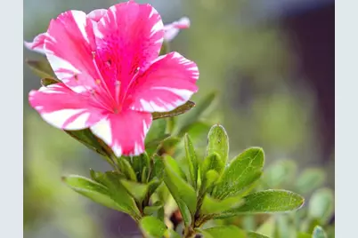 243 Selby Ln, Atherton, CA 94027 - Photo 77