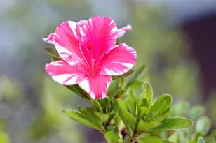 243 Selby Ln, Atherton, CA 94027 - Photo 77