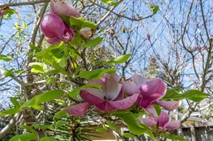 113 Washburn Ave, Santa Cruz, CA 95060 - Photo 37