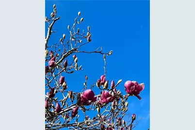 113 Washburn Ave, Santa Cruz, CA 95060 - Photo 39