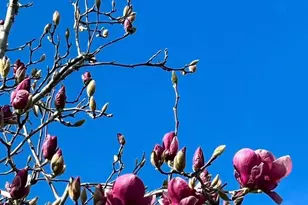 113 Washburn Ave, Santa Cruz, CA 95060 - Photo 39