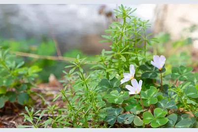 11810 Clear Creek, Brookdale, CA 95007 - Photo 29