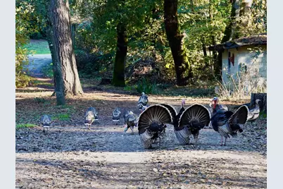 515 Lockhart Gulch Rd, Scotts Valley, CA 95066 - Photo 5