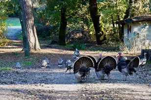 515 Lockhart Gulch Rd, Scotts Valley, CA 95066 - Photo 5