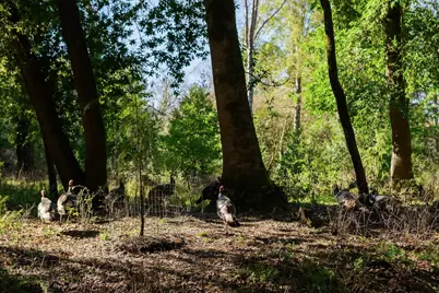 515 Lockhart Gulch Rd, Scotts Valley, CA 95066 - Photo 17