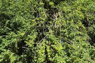 165 Coffeeberry Dr, Boulder Creek, CA 95006 - Photo 57