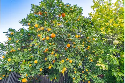 3195 Kawalker Ln, San Jose, CA 95127 - Photo 55