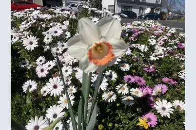 1152 Curtner Ave, San Jose, CA 95125 - Photo 45