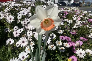 1152 Curtner Ave, San Jose, CA 95125 - Photo 45