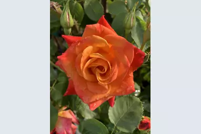 1152 Curtner Ave, San Jose, CA 95125 - Photo 49