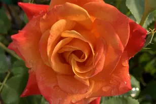 1152 Curtner Ave, San Jose, CA 95125 - Photo 49