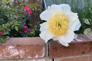 1152 Curtner Ave, San Jose, CA 95125 - Photo 43