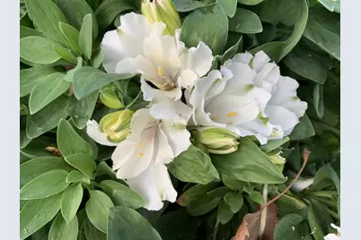 1152 Curtner Ave, San Jose, CA 95125 - Photo 47