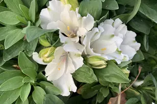 1152 Curtner Ave, San Jose, CA 95125 - Photo 47