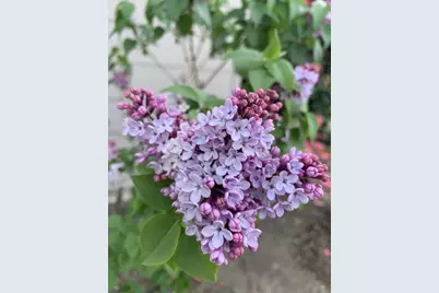 1152 Curtner Ave, San Jose, CA 95125 - Photo 41