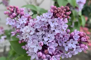 1152 Curtner Ave, San Jose, CA 95125 - Photo 41