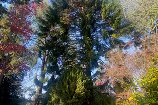 269 Selby Ln, Atherton, CA 94027 - Photo 37