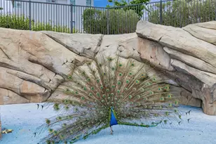 223 William Manly St 1, San Jose, CA 95136 - Photo 37