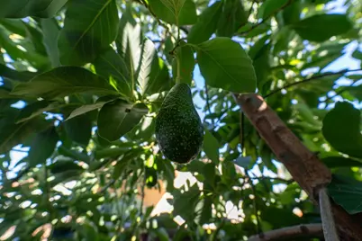 3637 Snell Ave 390, San Jose, CA 95136 - Photo 21