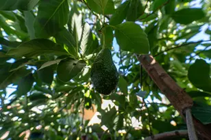 3637 Snell Ave 390, San Jose, CA 95136 - Photo 21