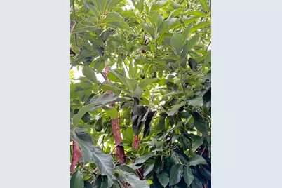 3637 Snell Ave 390, San Jose, CA 95136 - Photo 27