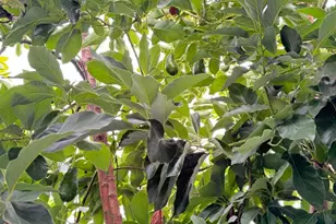 3637 Snell Ave 390, San Jose, CA 95136 - Photo 27