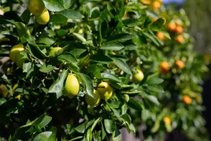 602 Navarra Dr, Scotts Valley, CA 95066 - Photo 107