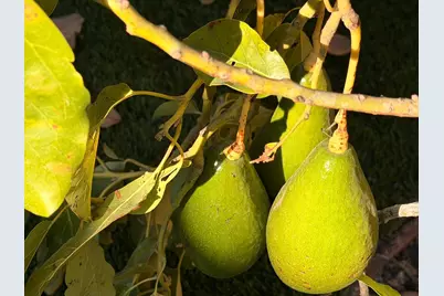 2121 Francis Ave, Santa Clara, CA 95051 - Photo 41