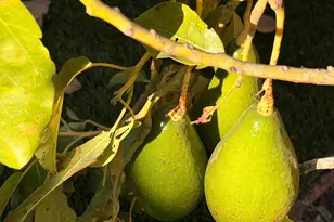 2121 Francis Ave, Santa Clara, CA 95051 - Photo 41