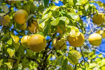 4080 Leigh Ave, San Jose, CA 95124 - Photo 63