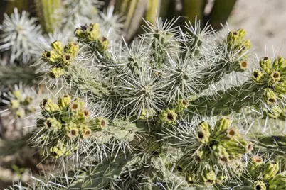 4080 Leigh Ave, San Jose, CA 95124 - Photo 67