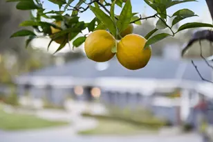 16140 Matilija Dr, Los Gatos, CA 95030 - Photo 109