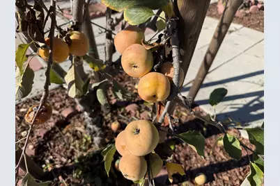 718 Webster Dr, San Jose, CA 95133 - Photo 31