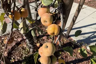 718 Webster Dr, San Jose, CA 95133 - Photo 31