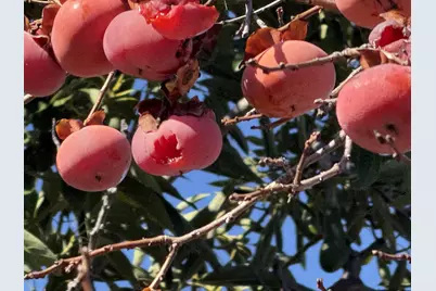 718 Webster Dr, San Jose, CA 95133 - Photo 37