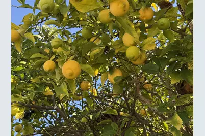 718 Webster Dr, San Jose, CA 95133 - Photo 35