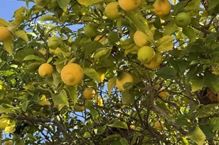 718 Webster Dr, San Jose, CA 95133 - Photo 35