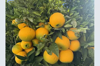 718 Webster Dr, San Jose, CA 95133 - Photo 33