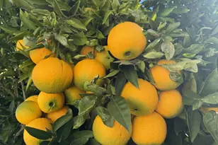 718 Webster Dr, San Jose, CA 95133 - Photo 33