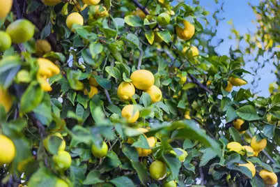 1664 Andalusia Way, San Jose, CA 95125 - Photo 57