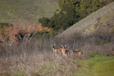 2000 Scott Creek Rd, Milpitas, CA 95035 - Photo 43