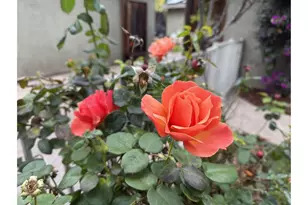 649 Minnesota Ave, San Jose, CA 95125 - Photo 53