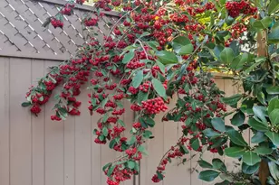 2200 St Francis Dr, Palo Alto, CA 94303 - Photo 99