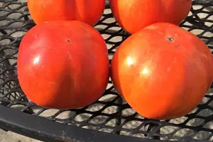 1723 Pheasant Dr, Hercules, CA 94547 - Photo 29