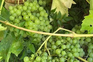 1723 Pheasant Dr, Hercules, CA 94547 - Photo 33