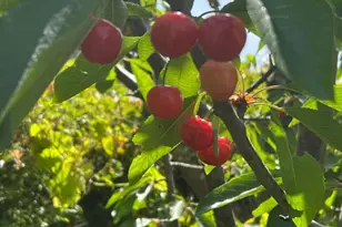 1723 Pheasant Dr, Hercules, CA 94547 - Photo 31