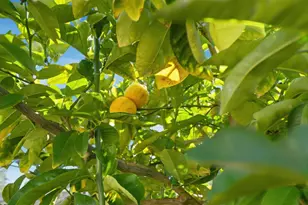 2055 Oakwood Dr, East Palo Alto, CA 94303 - Photo 39