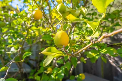 18117 Berta Canyon Rd, Salinas, CA 93907 - Photo 41