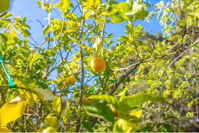 18117 Berta Canyon Rd, Salinas, CA 93907 - Photo 43